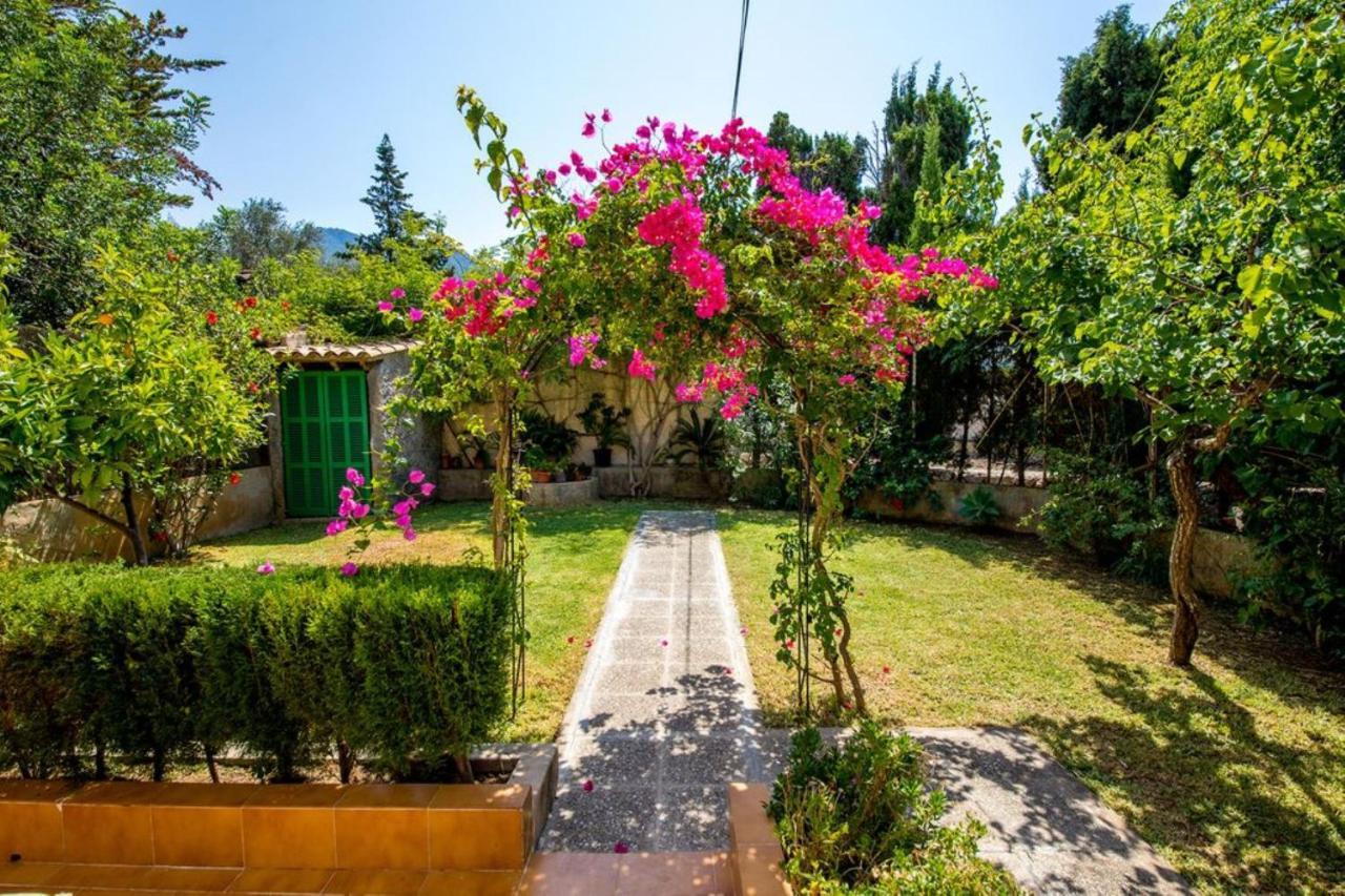 Bouganvillea *
