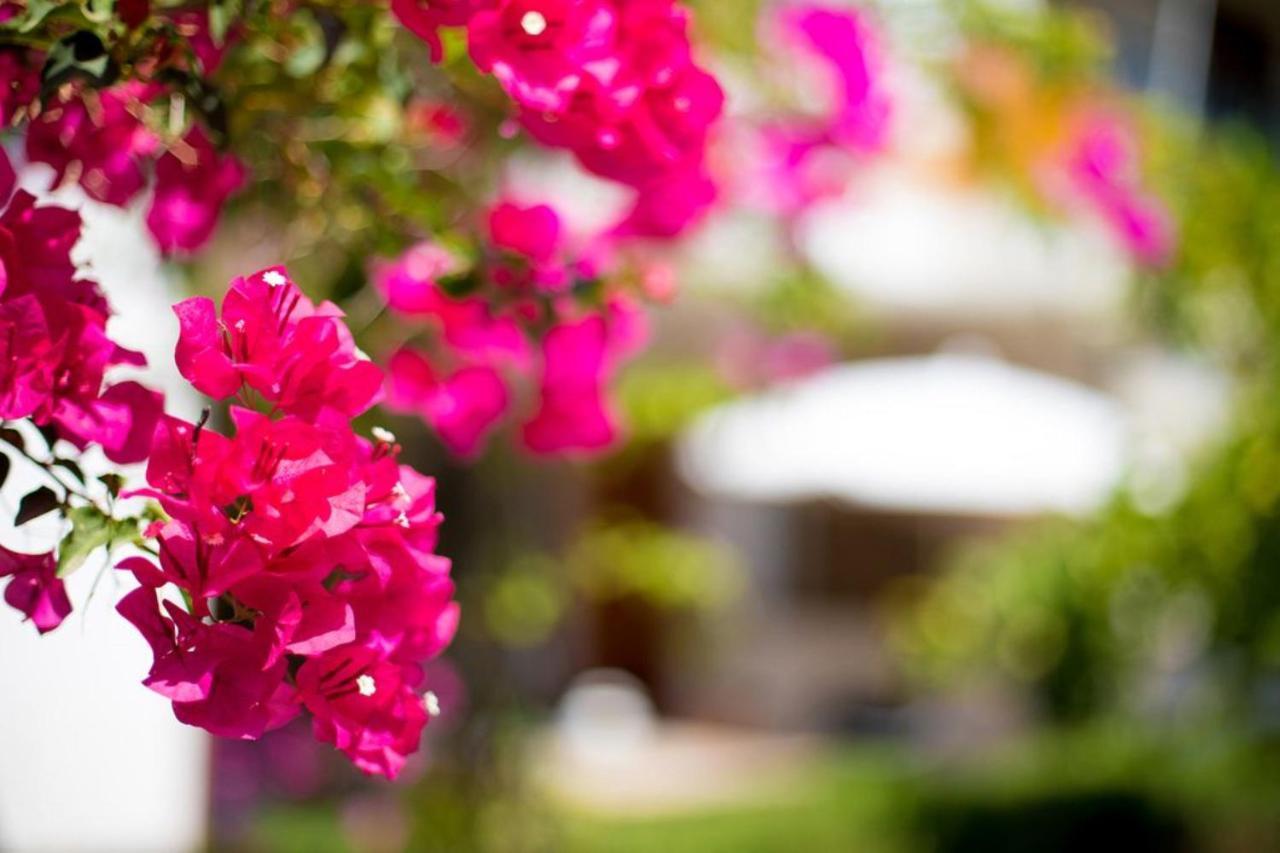 Bouganvillea * Puerto de Sóller